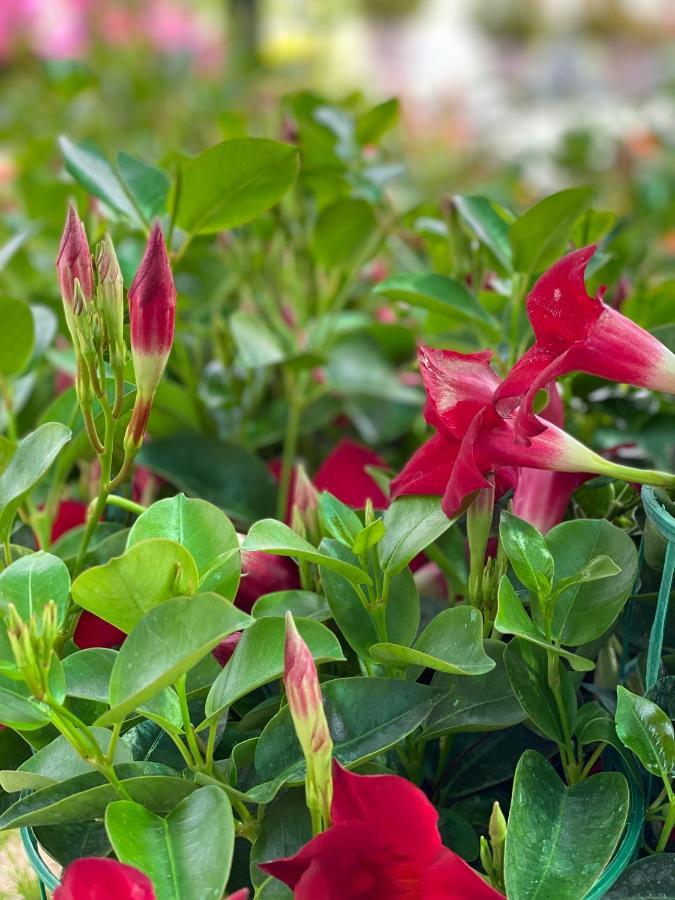 شقة Ada'S Garden House روما المظهر الخارجي الصورة